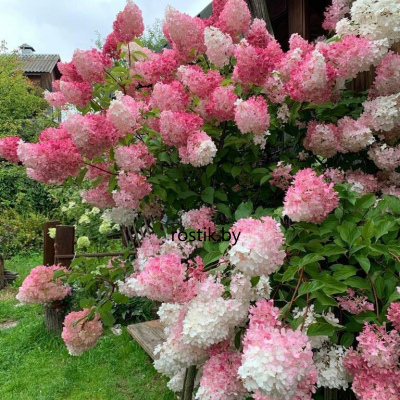 Гортензия метельчатая Vanille Fraise