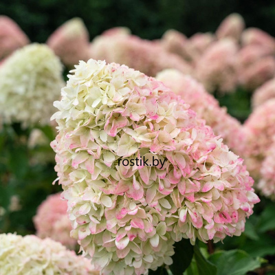 Гортензия метельчатая Pink & Rose